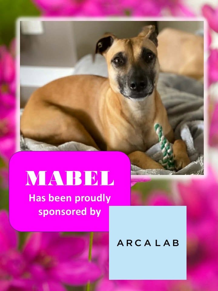 Meet Mabel: Arca Lab’s Newest Sponsored Rescue