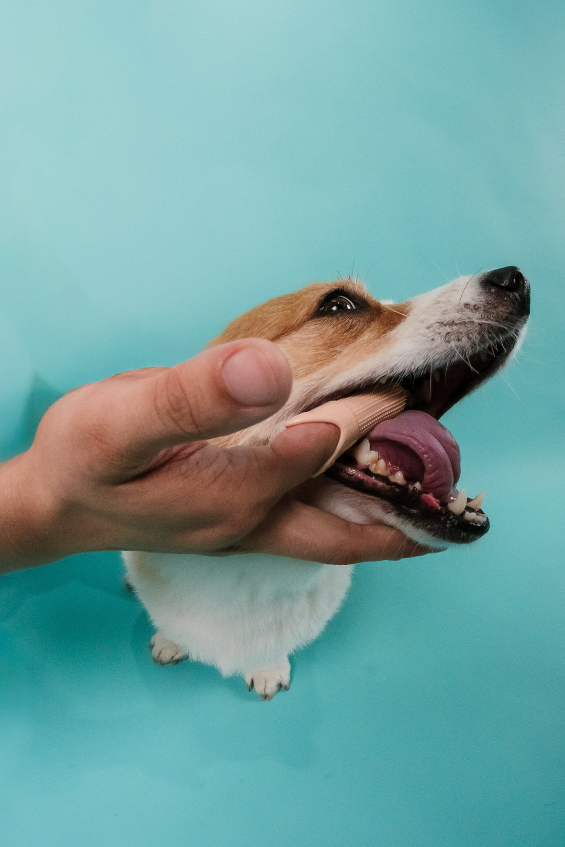 Why Won't My Dog Let Me Brush Their Teeth? How to Win Over a Reluctant Dog