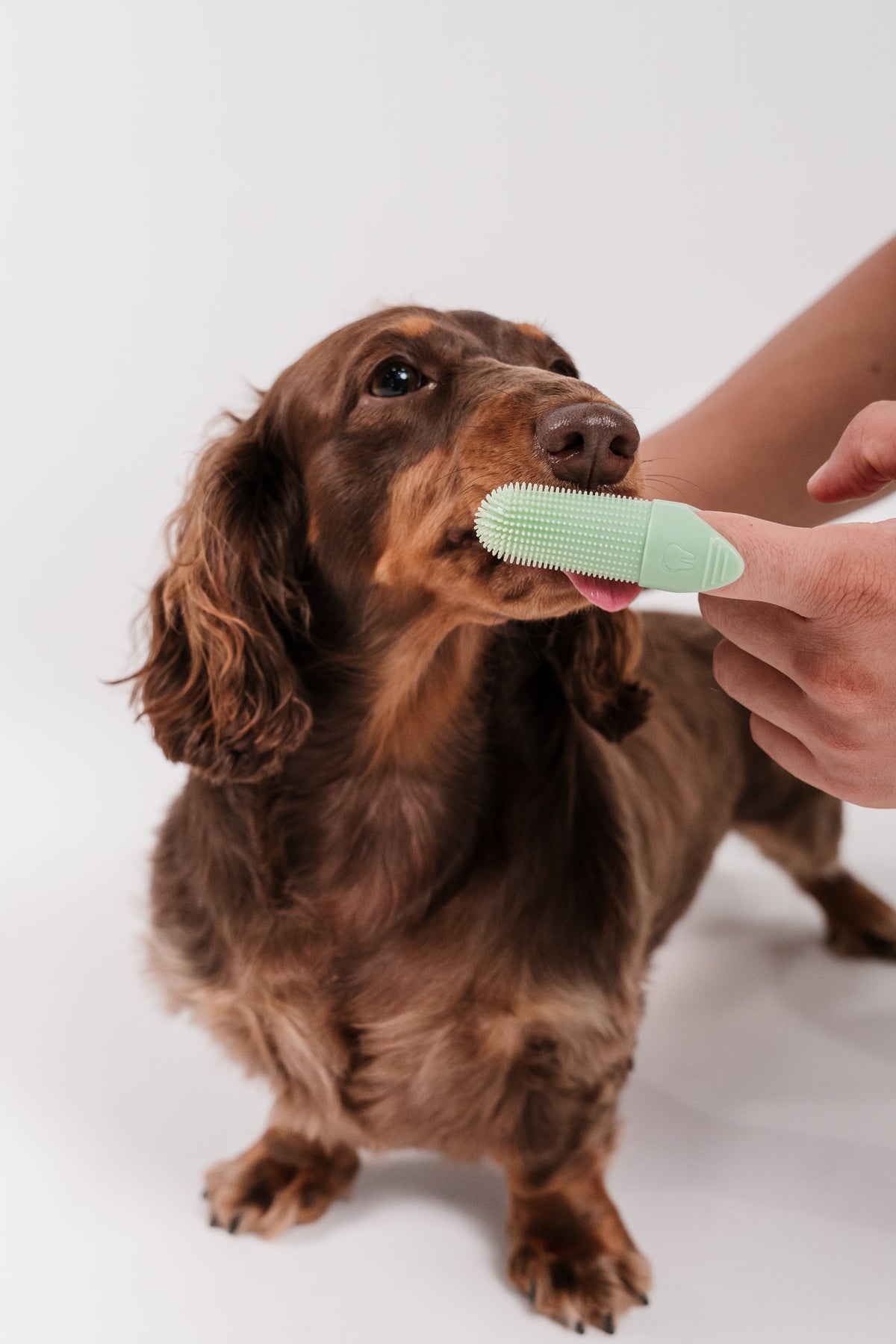 mini dachshund licking a green finger brush with Arca Lab's Watermelon burst