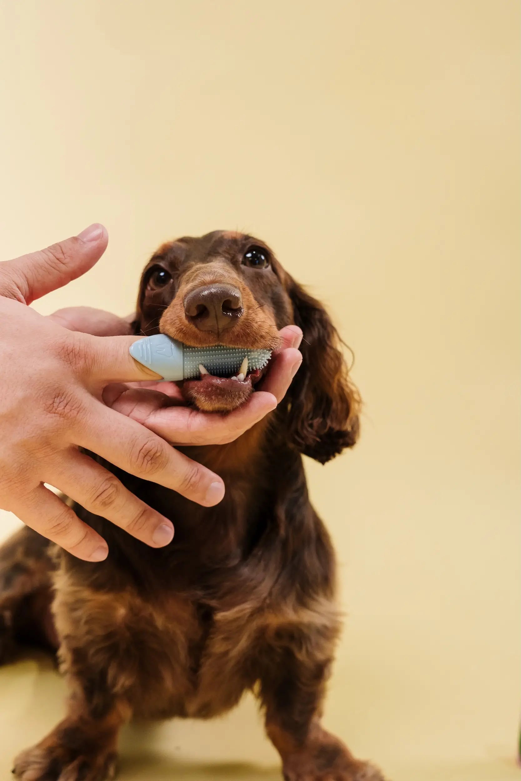 Why Are My Dog's Teeth Still Brown After Brushing?
