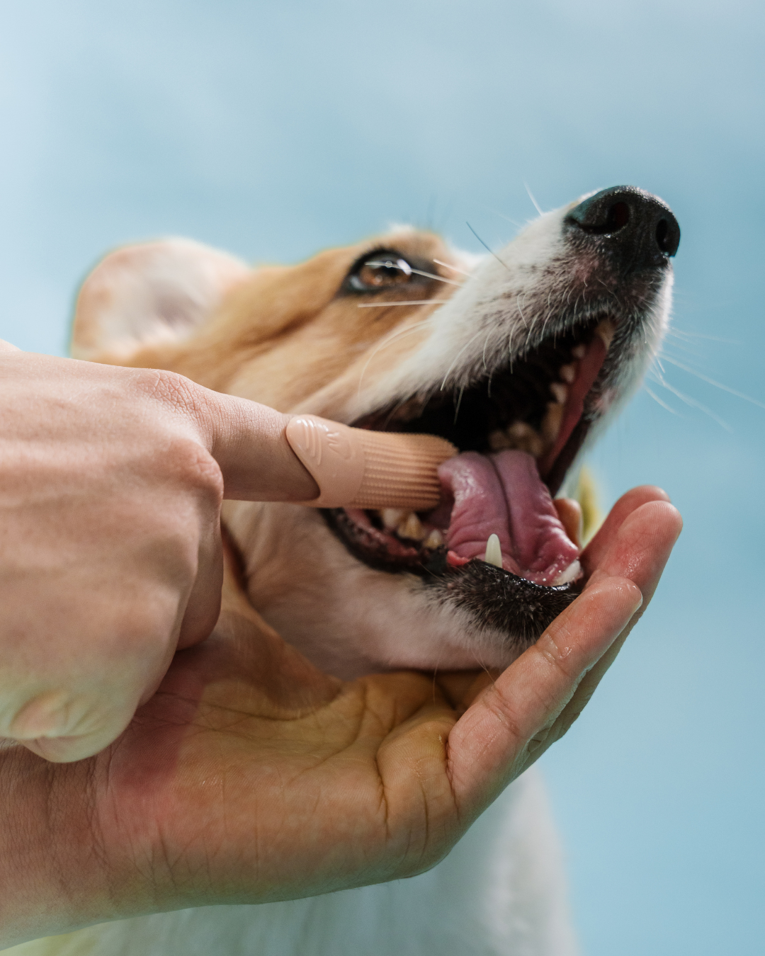 Do You Really Need to Brush Your Dog's Teeth Every Day?