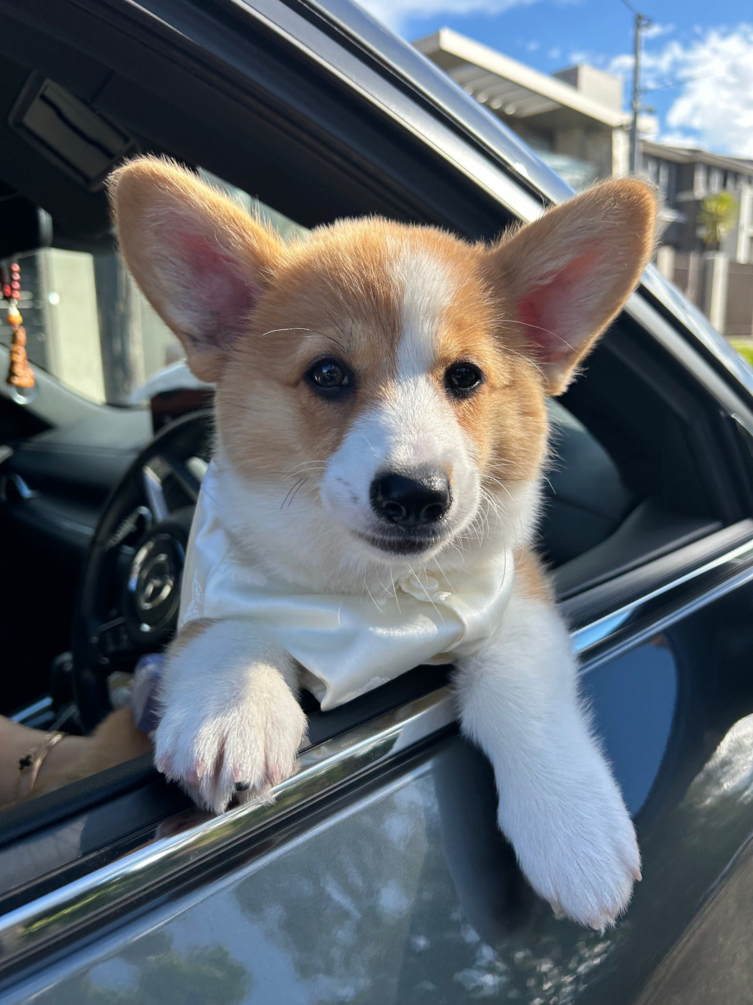 Best Dog Toothpaste for Frequent Travelers