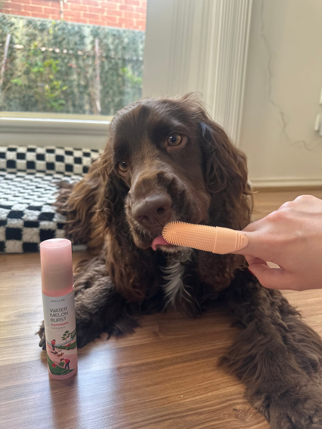 Orange Fingerbrush getting licked by dog inside a house with wooden floor and checkered bed. Watermelon burst toothpaste on the ground next to dog's paw.