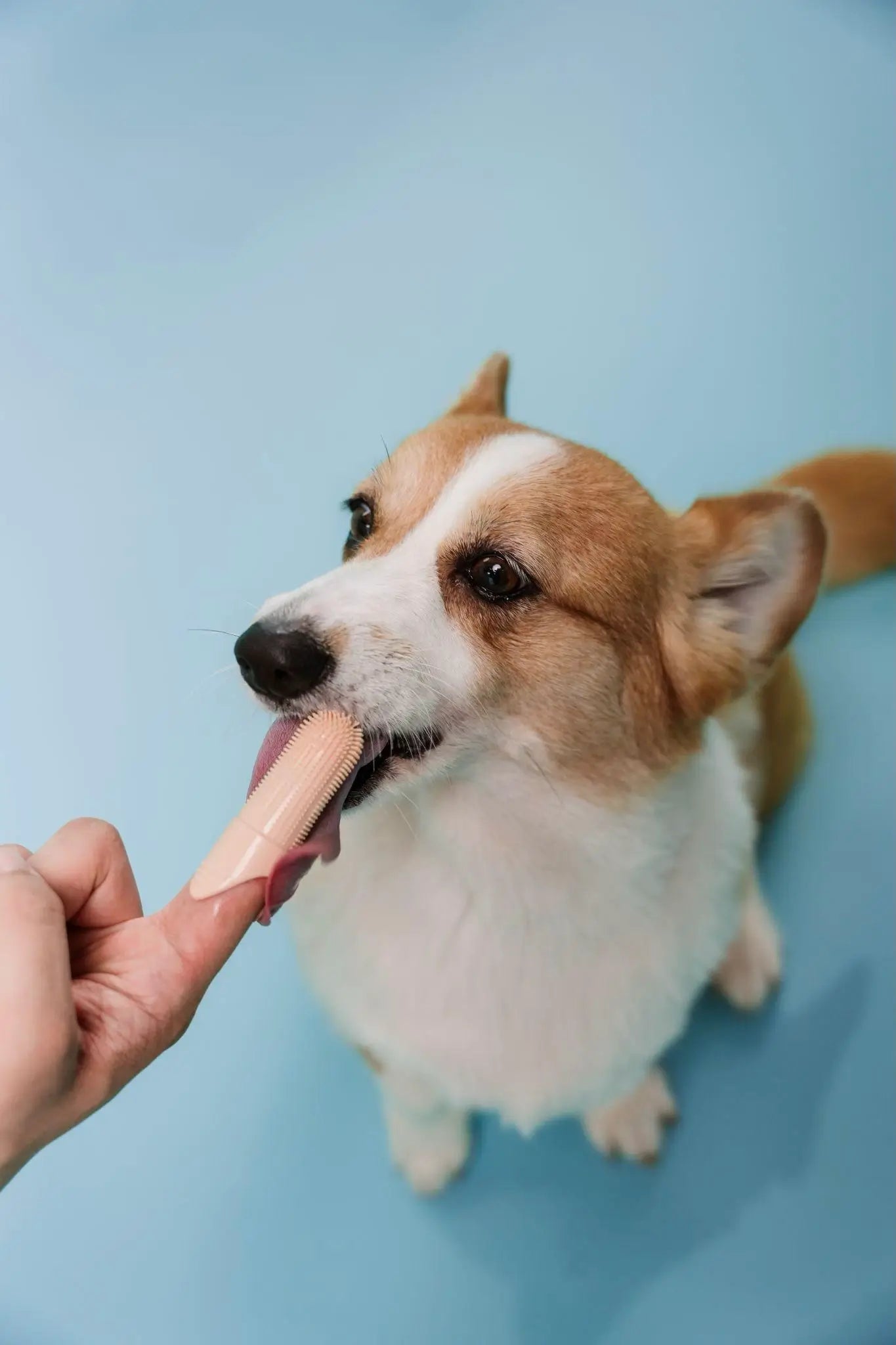Small Signs, Big Care: What Your Dog's Breath Reveals