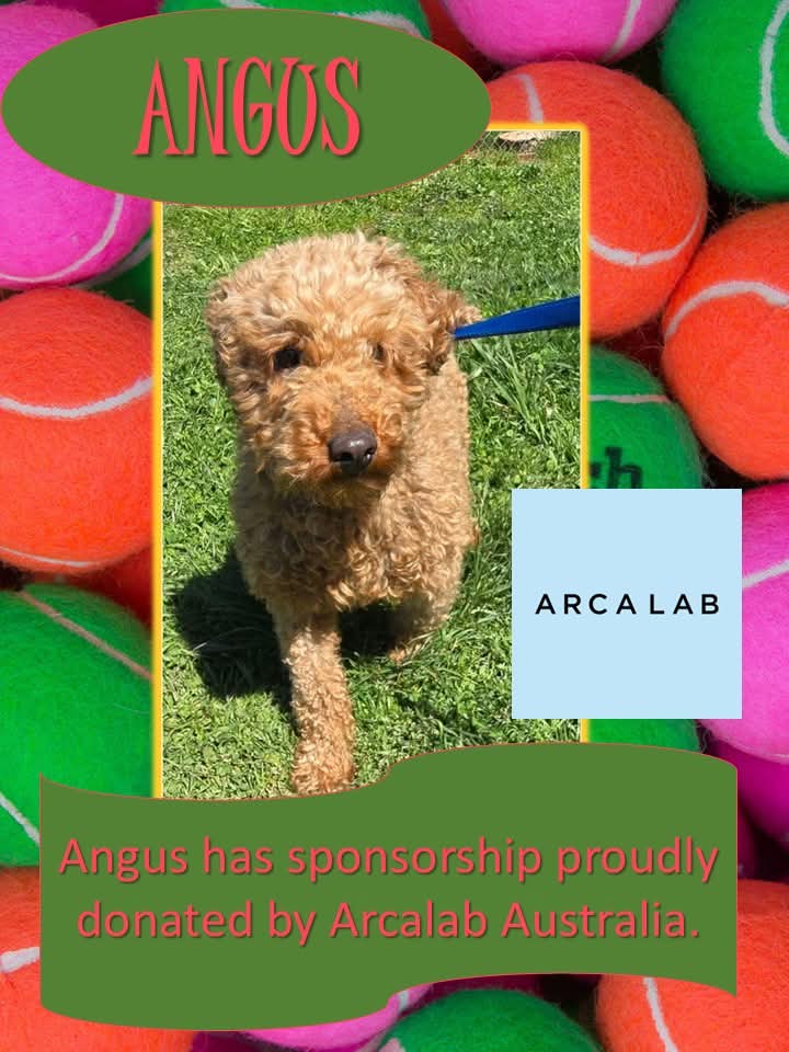 Meet Angus: Arca Lab’s Newest Sponsored Rescue