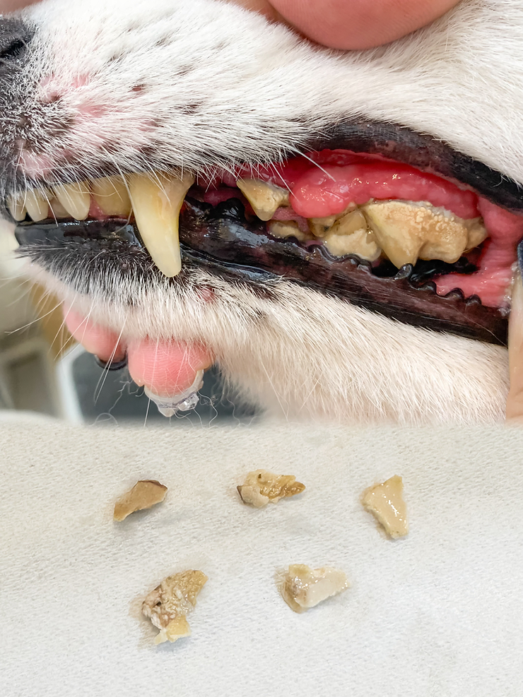 What Causes Plaque and Tartar on Dog Teeth?
