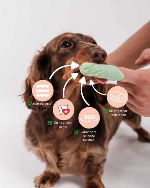 Person holding green finger brush near dogs face. Dog is licking the finger brush. 