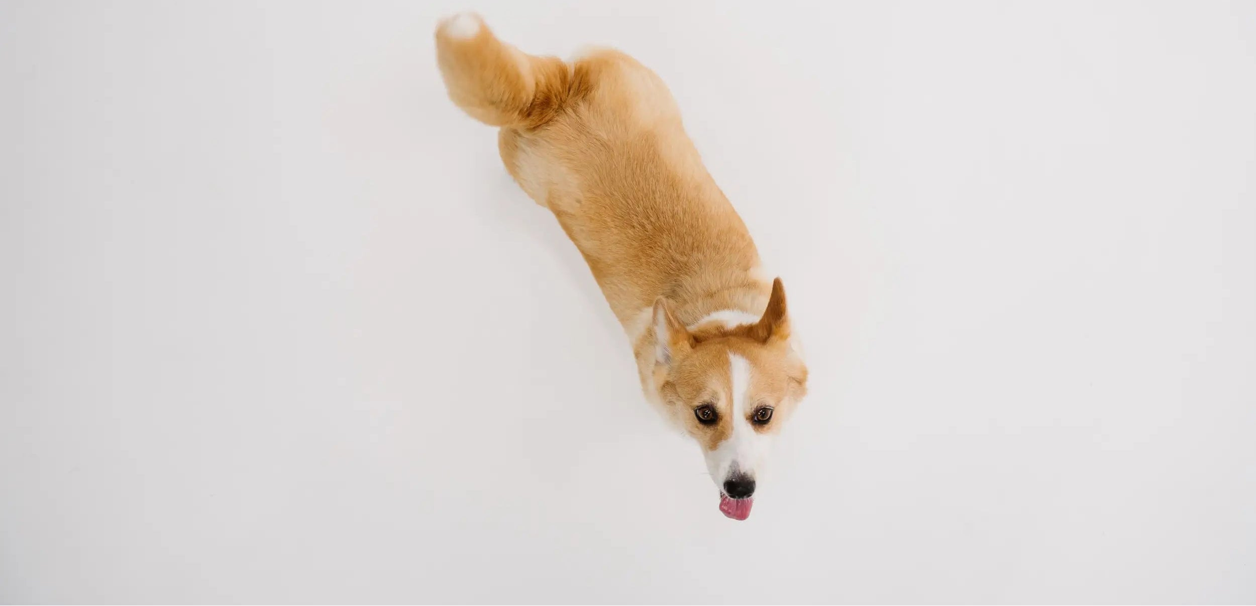 Dog standing on a white background
