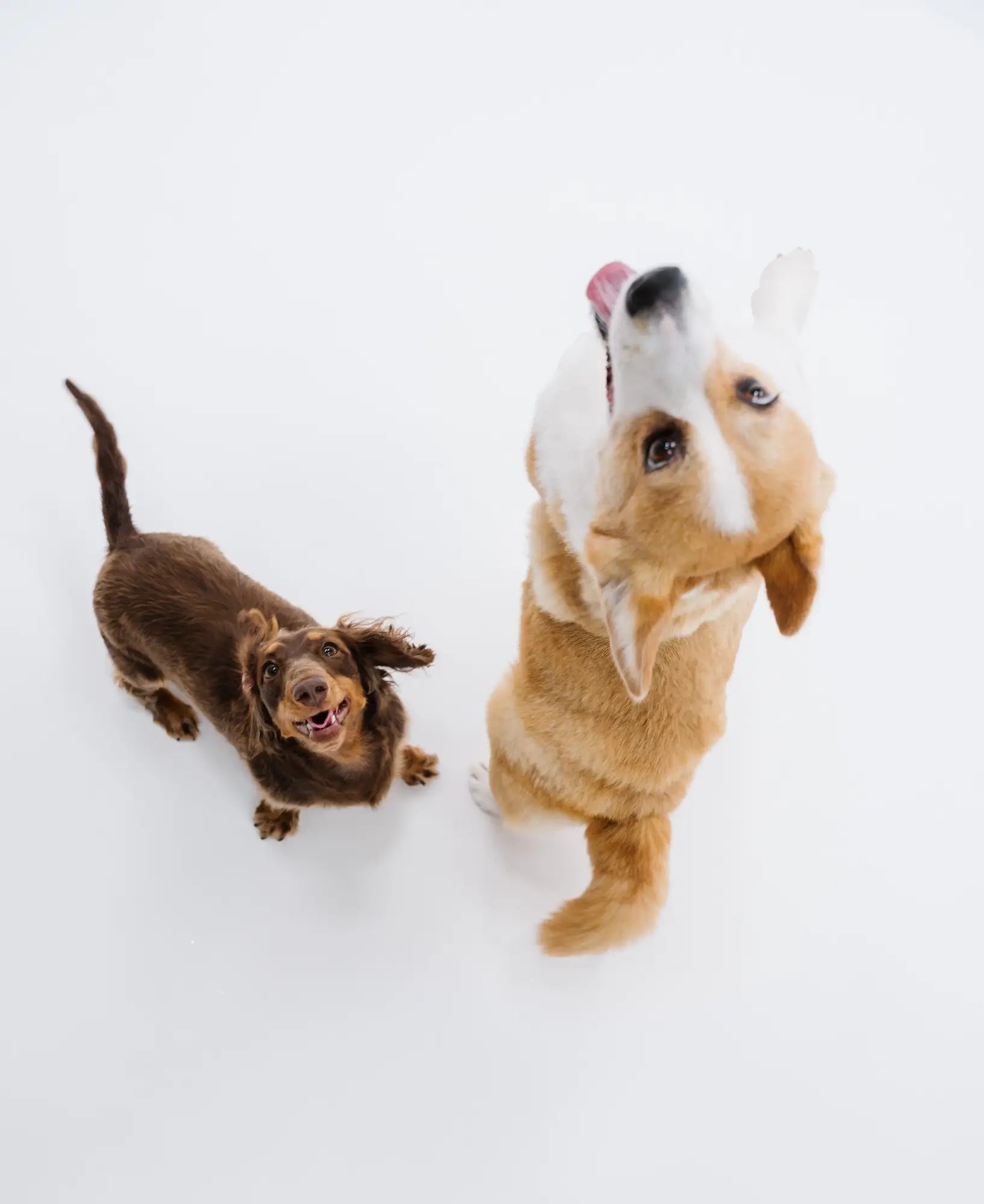 Two dogs playing with a toy on a white background