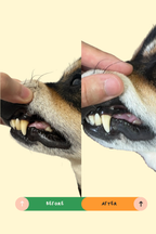 Before and after of dog teeth after brushing