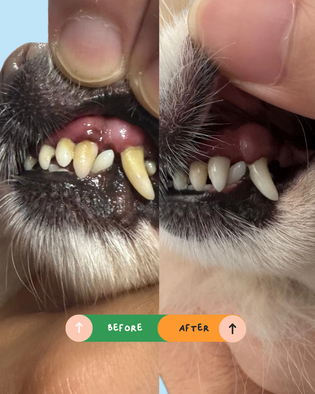 A split-screen close-up of a Dog's mouth showing teeth and gums, labeled BEFORE on the left and AFTER on the right, with a finger holding the dog's mouth open.